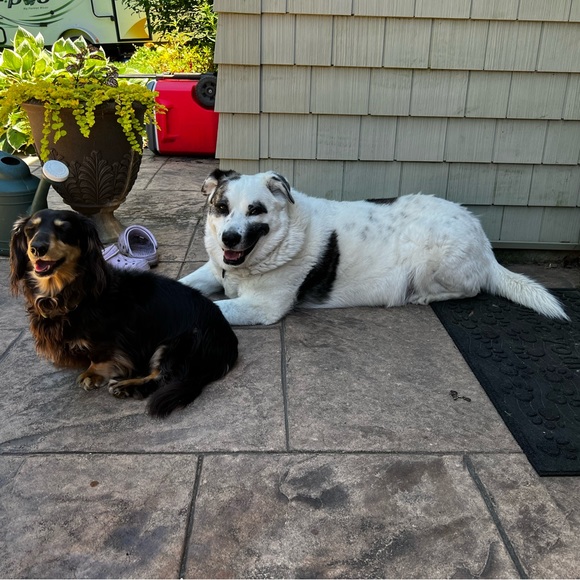 Meet your Posher, Tara - Picture 6 of 6